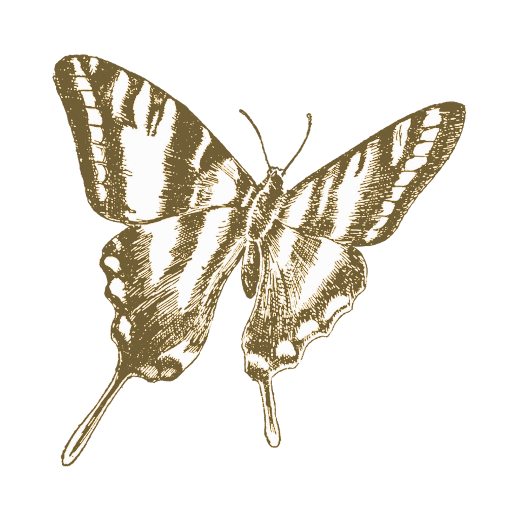 Butterfly background